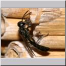 Trypoxylon sp - Grabwespe 01f 9-10mm.jpg